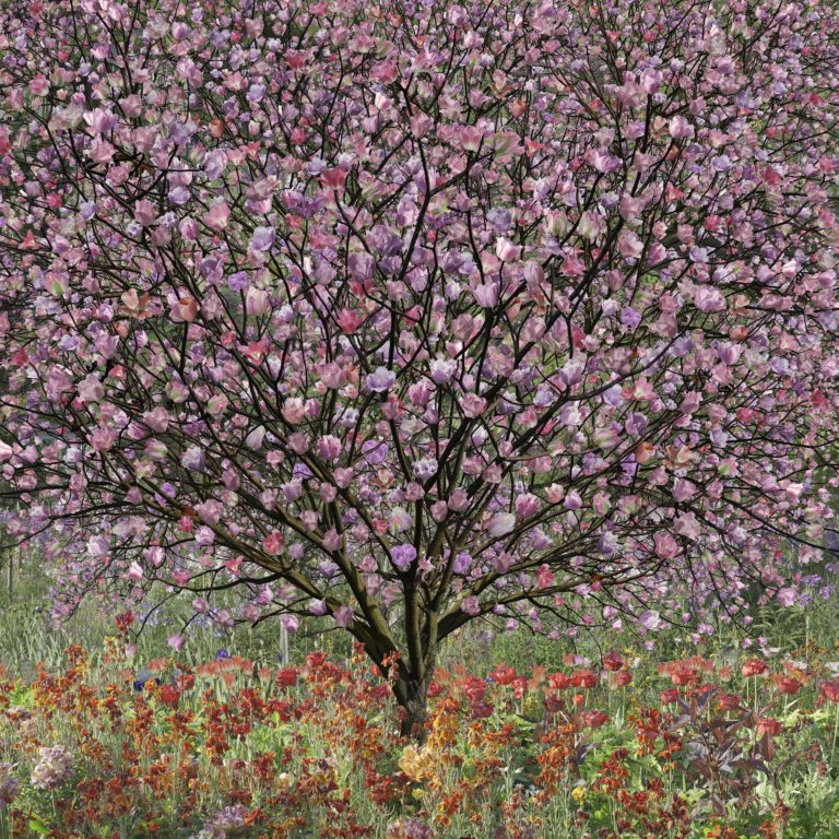 Giverny Arbre aux tulipes