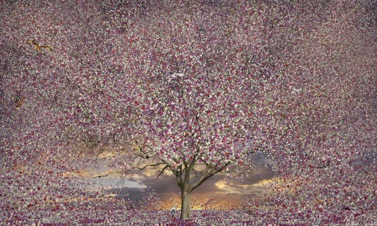 Giverny Arbre aux Pivoines