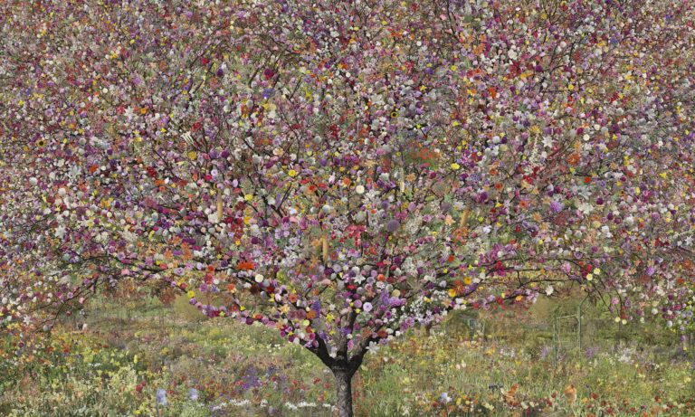 Giverny Arbre botanique