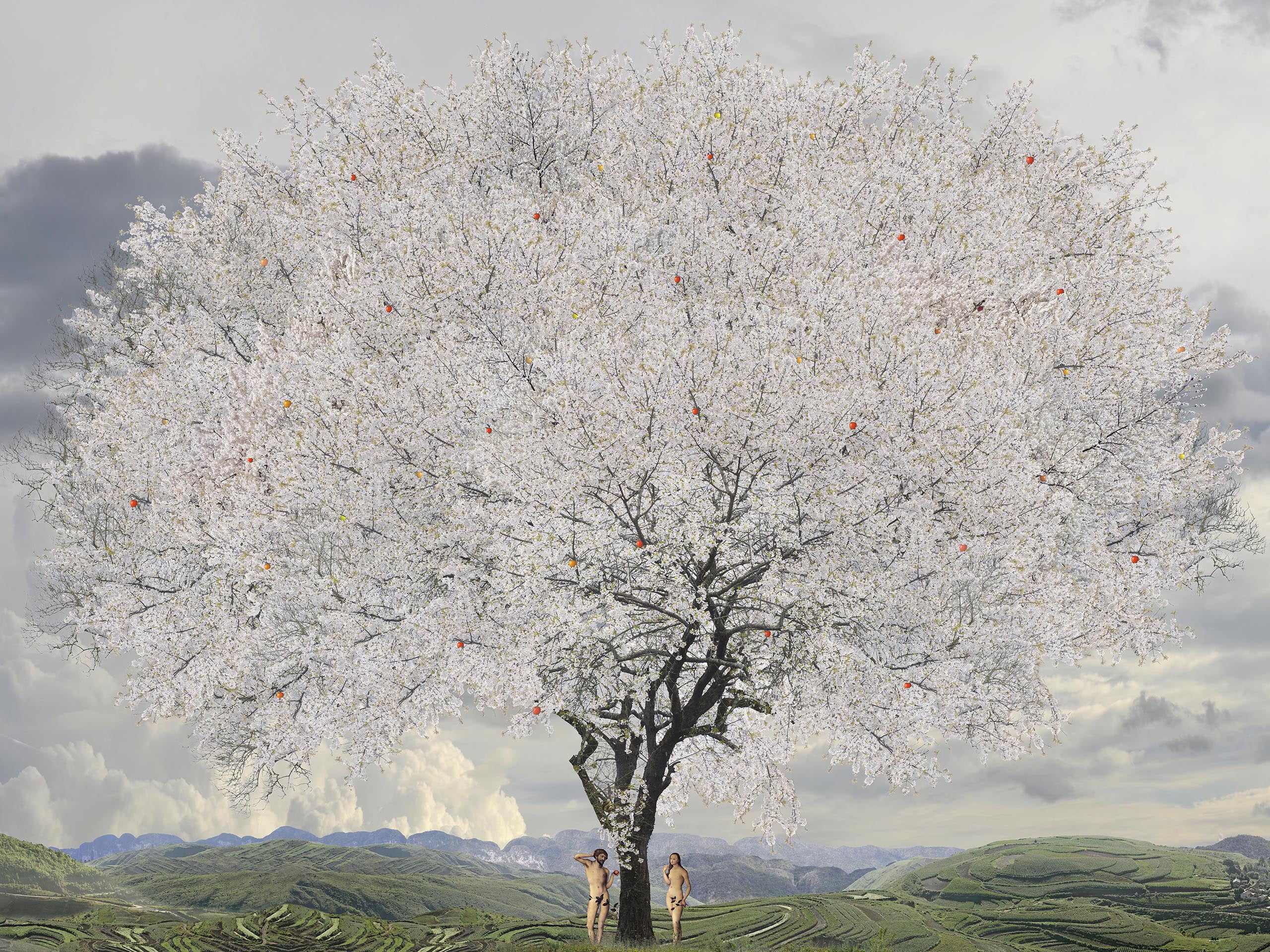 Arbre Adam et Eve