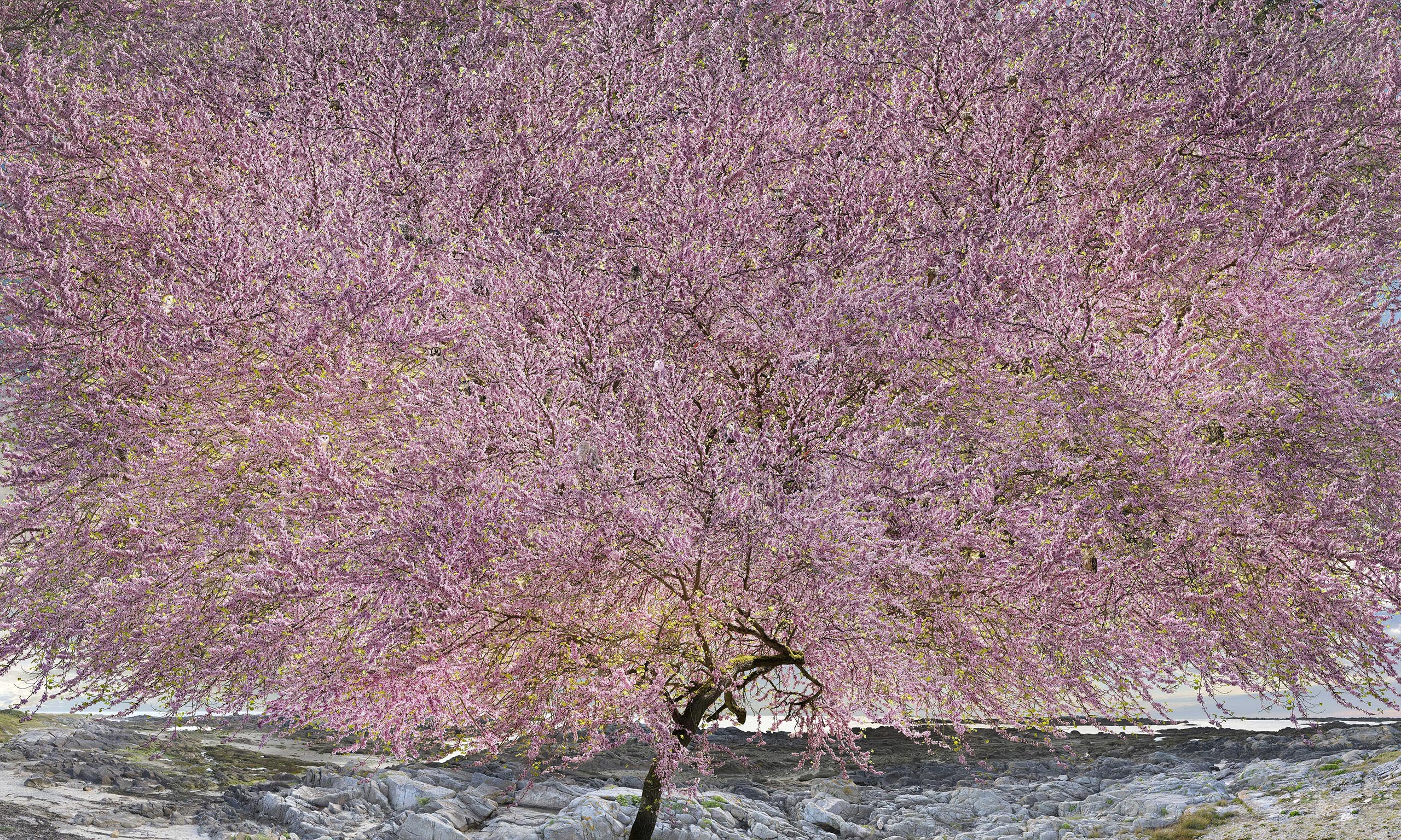 Arbre de vie Tree of Wisdom