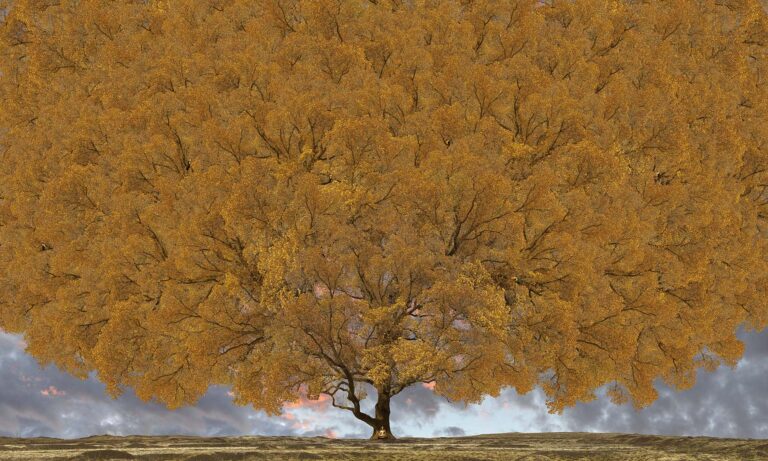 Arbre de vie 3